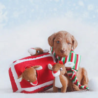 Zippy Paws Holiday Burrow - Reindeer Pen